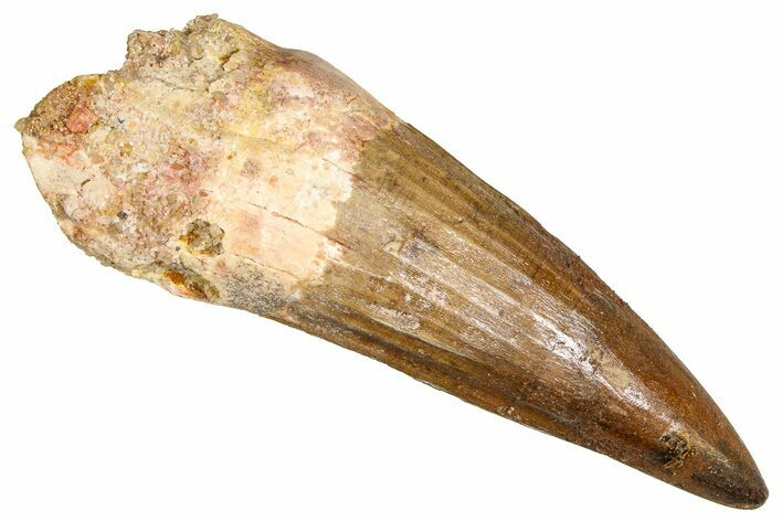 Bargain, Fossil Spinosaurus Tooth - Real Dinosaur Tooth #381009
